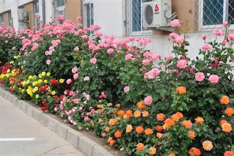 植物体对铵态氮和硝态氮哪个吸收利用率比较好？