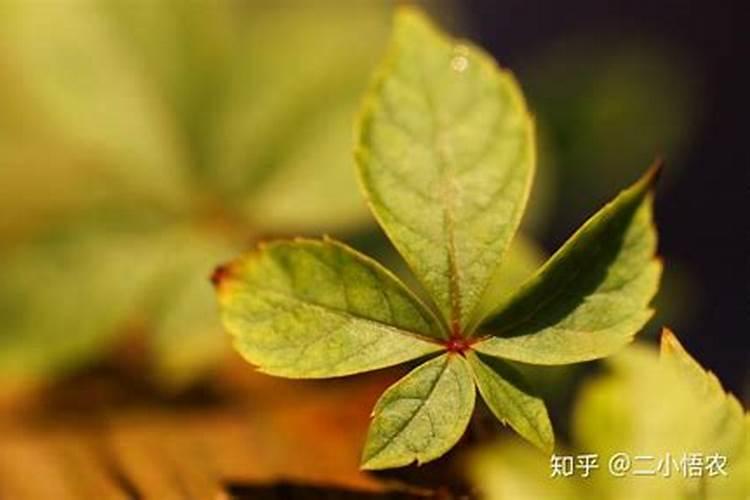 怎样检验铵态氮肥