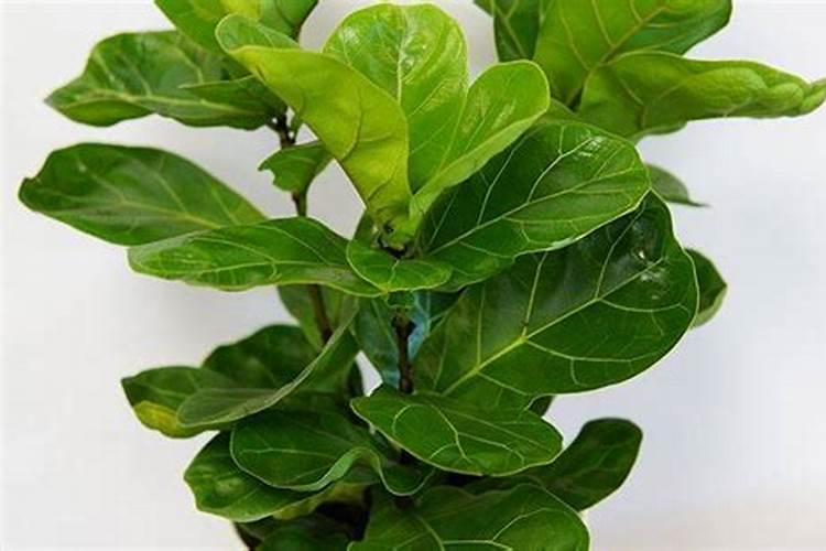 琴叶榕怎么施肥