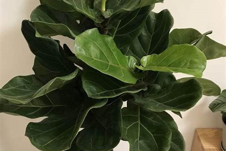 琴叶榕怎么施肥