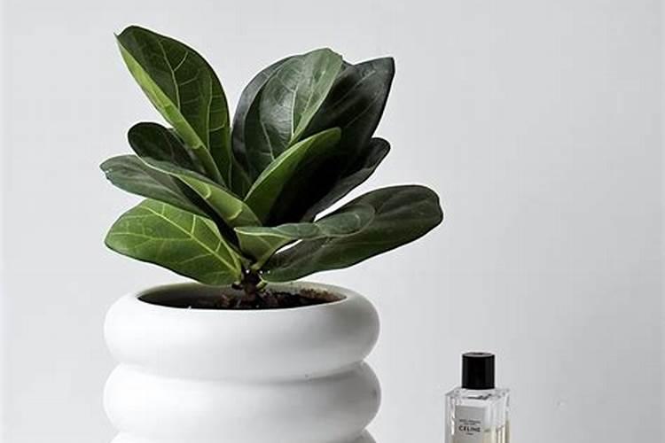 琴叶榕怎么施肥