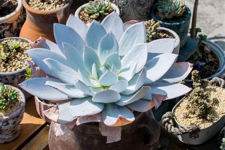 多肉可以用磷肥吗