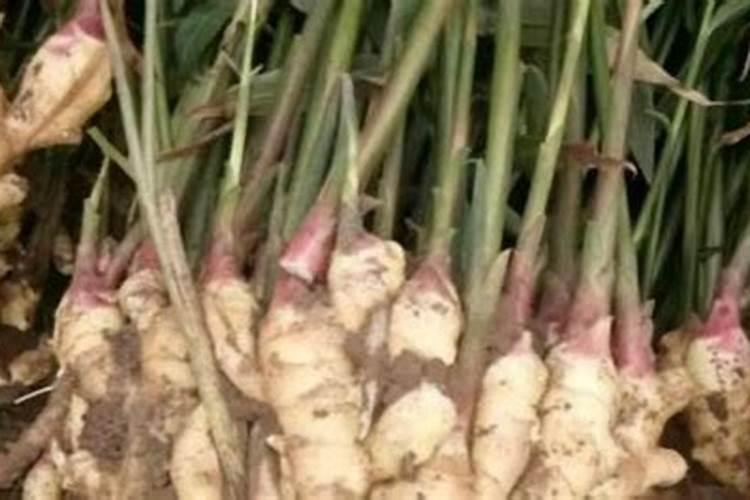 种植生姜的用肥方法