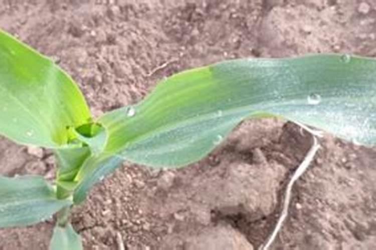 玉米淹了喷什么营养药恢复得快