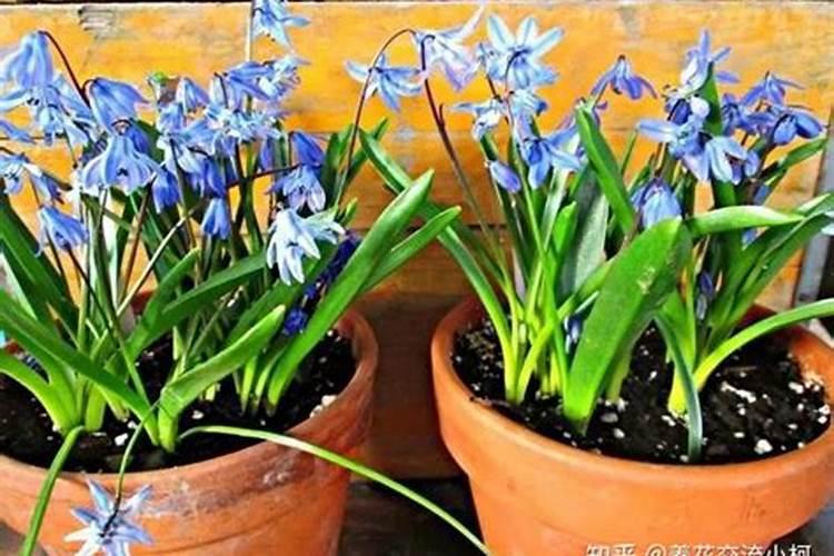 球根花卉需要施什么肥