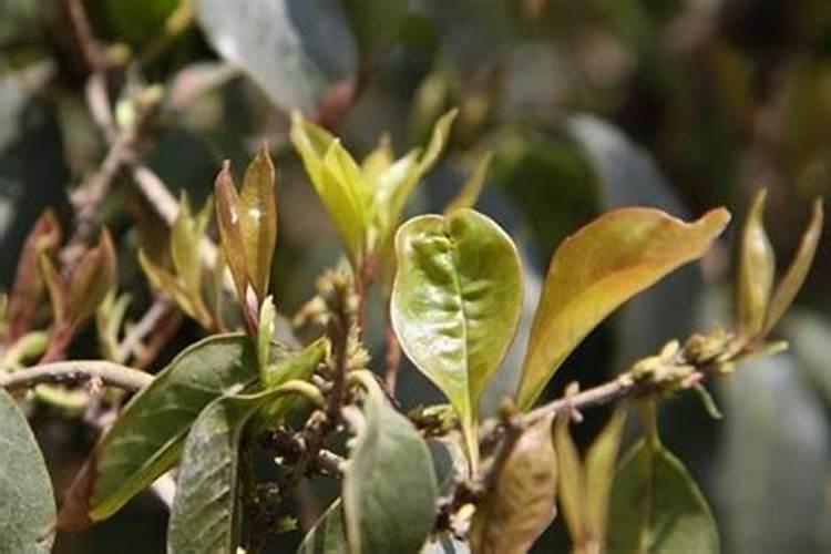 桂花树枝叶少用什么叶面肥能让枝叶茂盛