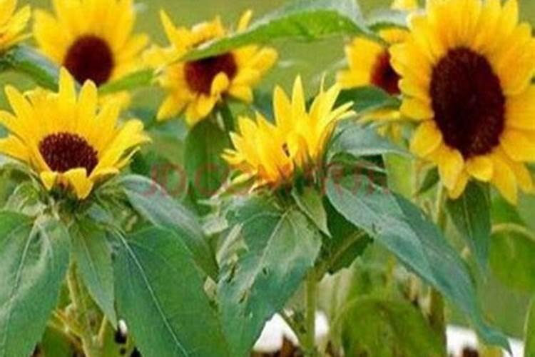 芒果开花期如何管理授粉