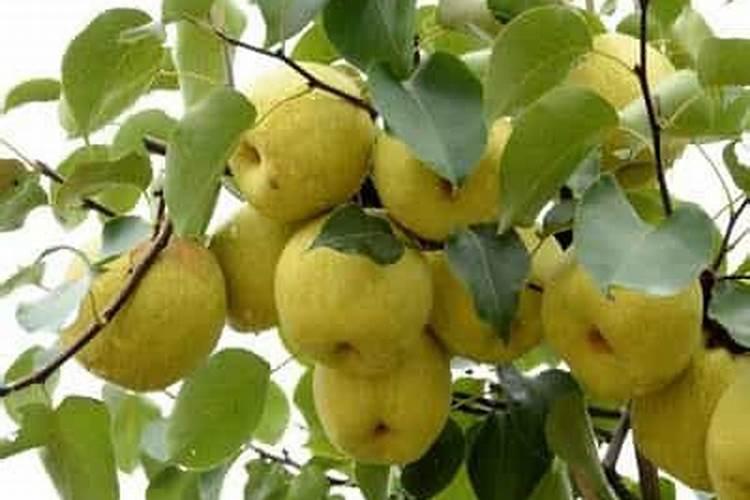 买肥料上什么网