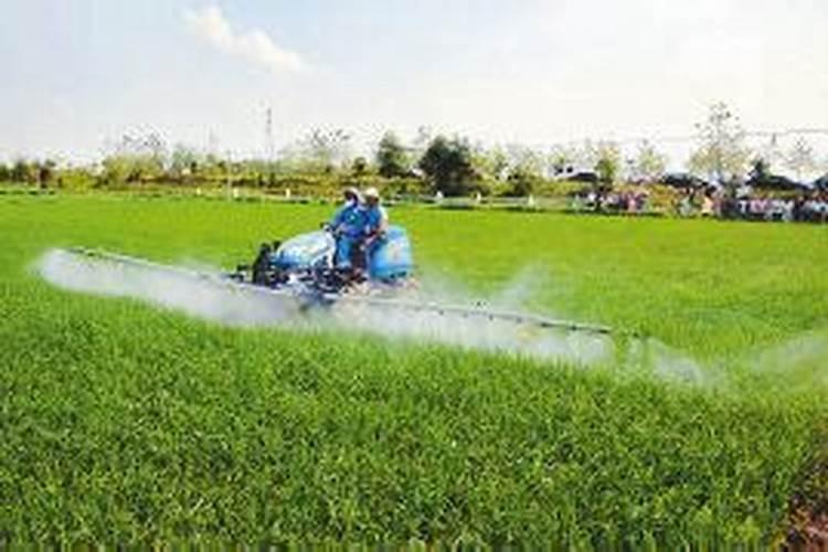 水稻什么时候喷叶面肥好？