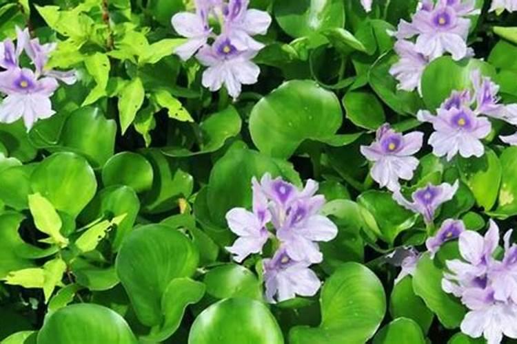 黄叶变绿用什么药