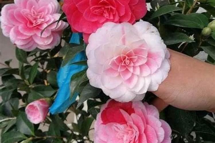 茶花开花期间能施肥吗