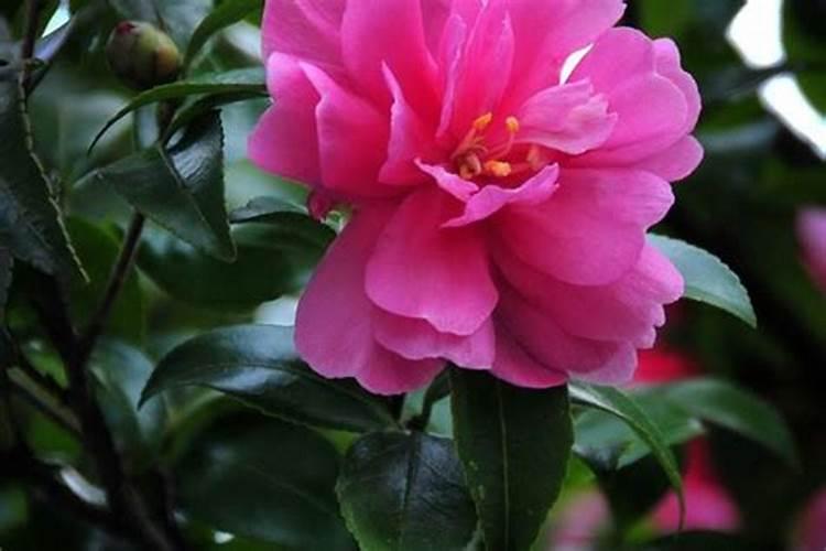 茶花花期能施什么肥 如何正确为它施肥