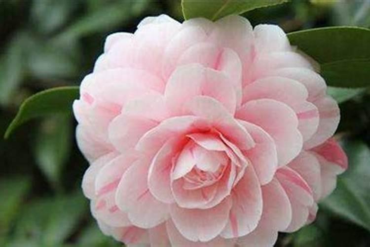 茶花开花时可以施肥吗