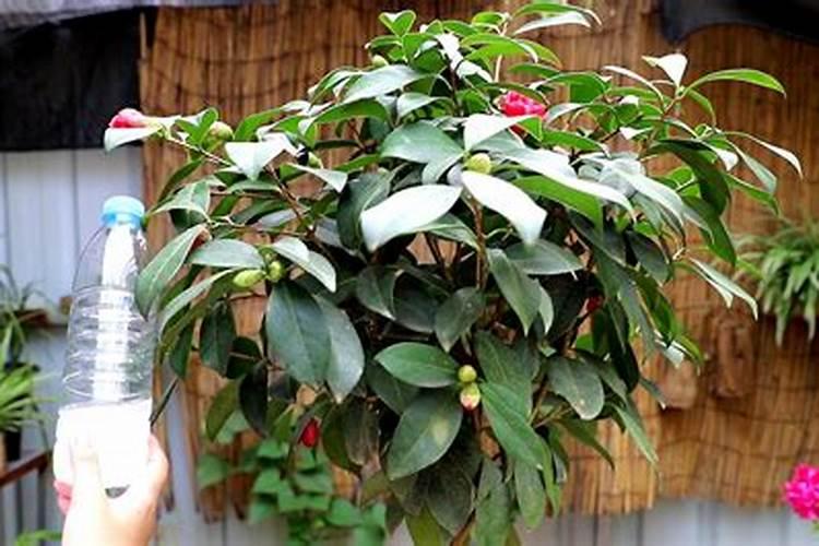 茶花开花期间可不可以叶面施肥.谢谢大家