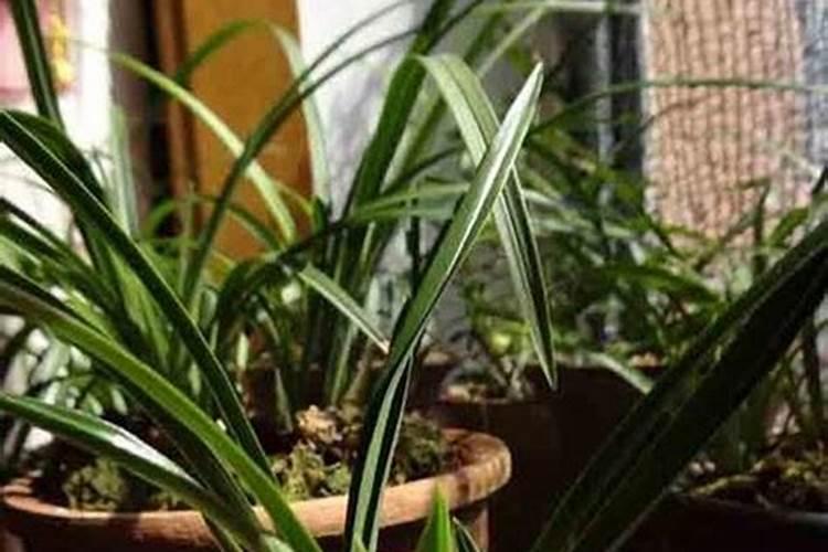 苹果树打药时间与用药方法