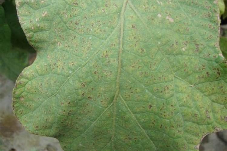 蔬菜施用磷肥过剩的表现是什么？