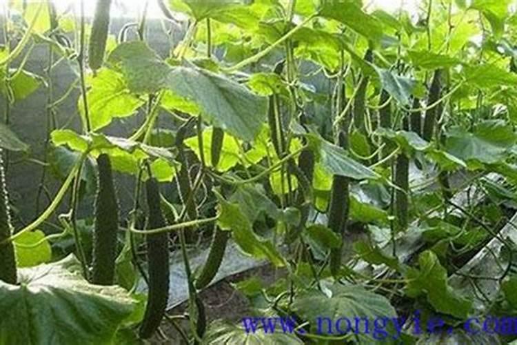 ...日晒时间长,青瓜变成这样,请问老师有什么好的办法解决这个问题？百度...