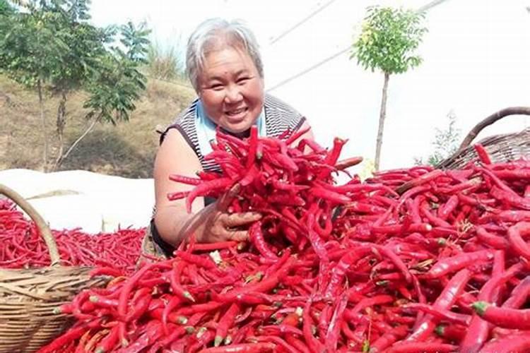 辣椒喷什么叶面肥结果多,多久喷一次