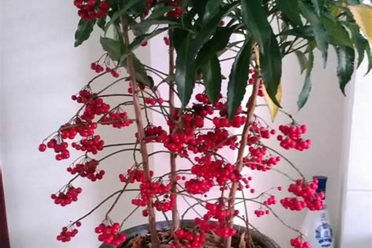 金玉满堂花施什么肥