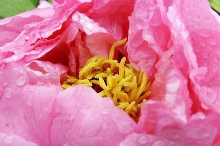 小麦用什么拌种剂好 可以防病防虫