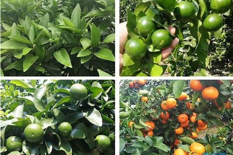 儿菜多久施一次肥