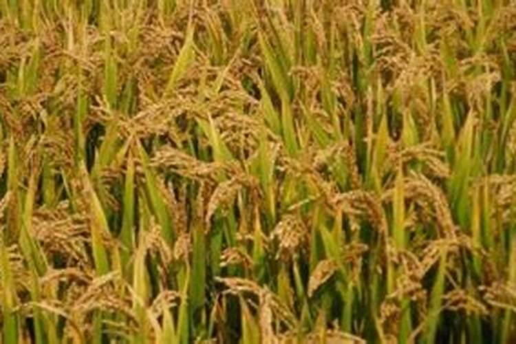 水稻肥料的使用,肥料过多如何补救