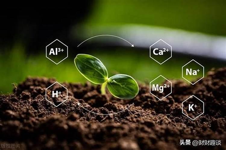 矮象草适宜在什么地方种植？