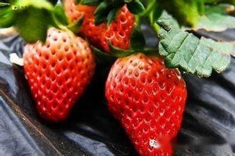 哪种象草产量最高？