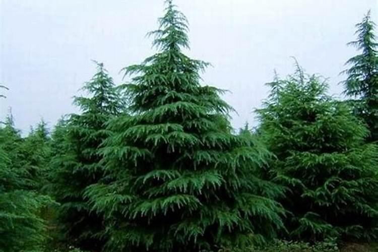 种松树一般施什么肥料