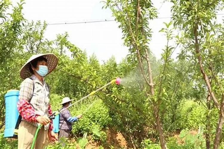 种植水稻,插秧后几天下肥比较好呢？用什么肥好？