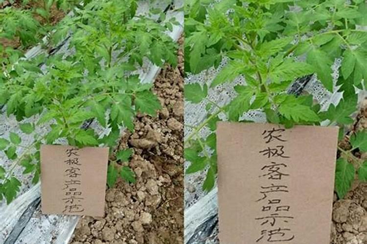 冲施肥肥效期多久