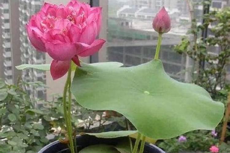 芸苔素姜地可以灌根吗？