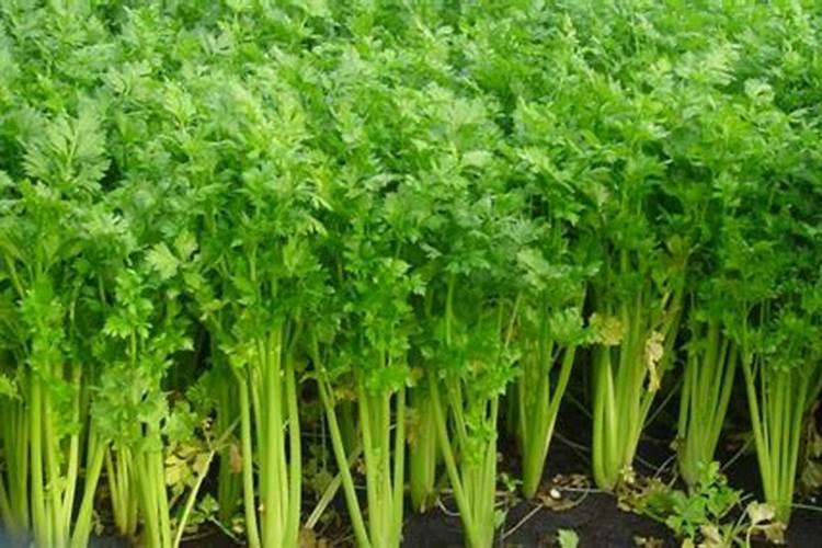 八角属于什么花芽类型？