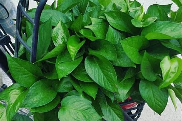 西红柿喷花怎么喷