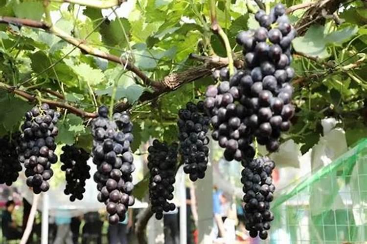 雨水多玉米打控旺后过几天再打点磷酸二氢钾用量多少好