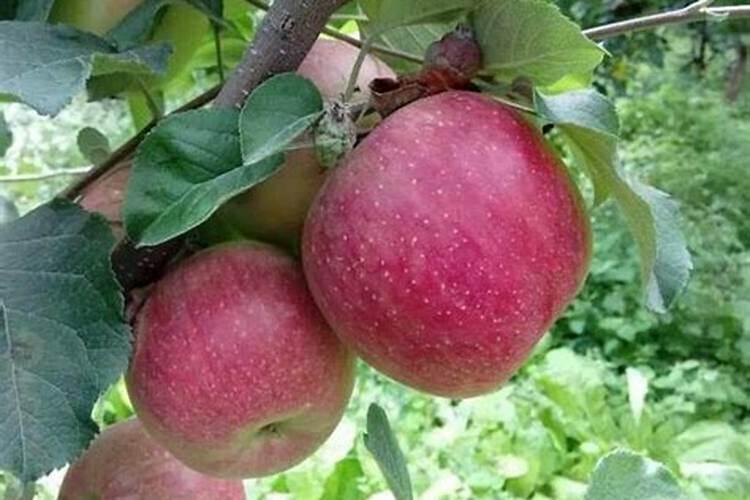 硅肥在大棚葡萄上什么时间用最好？