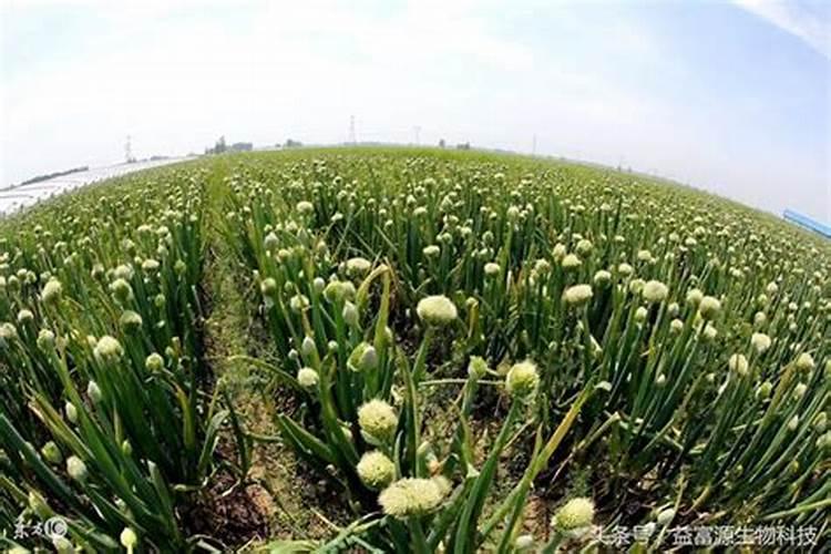 硼肥和钼硅肥可以一起用吗？