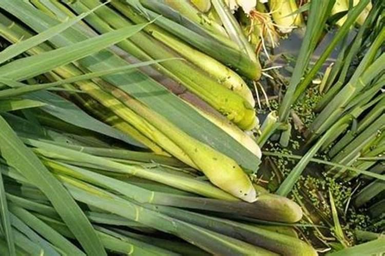 水溶肥到底怎么施用