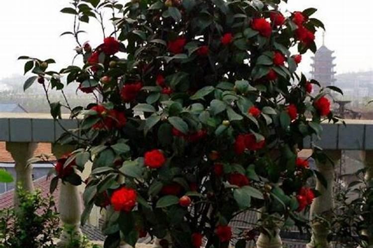 香菜最怕三种肥料