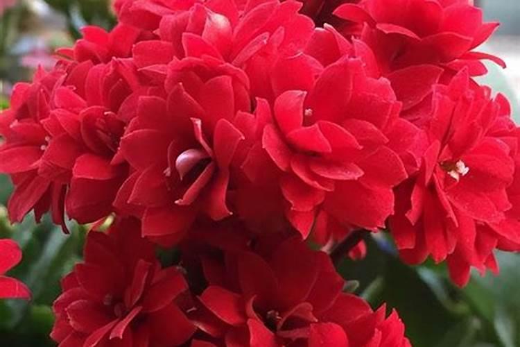 6月份应该怎么养长寿花？