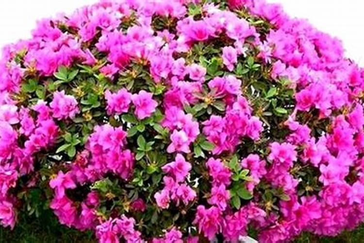 杜鹃开花期间施什么肥