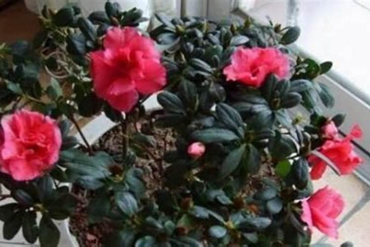 豆角开花期打什么叶面肥