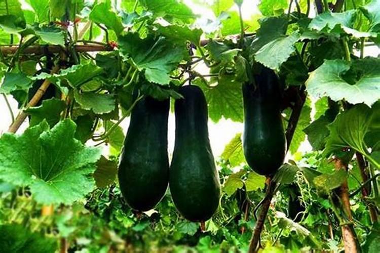 陕西苹果果园的土壤养分是怎样的？