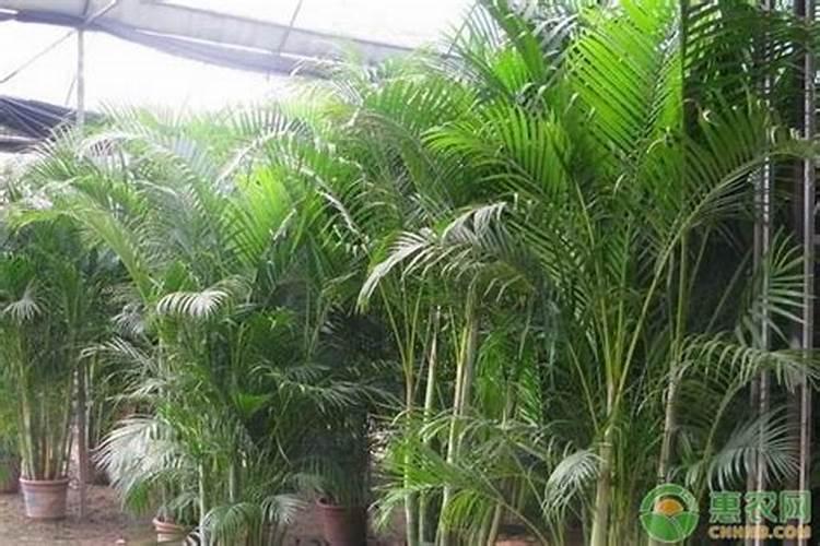 柑橘缺素症状是怎样的？