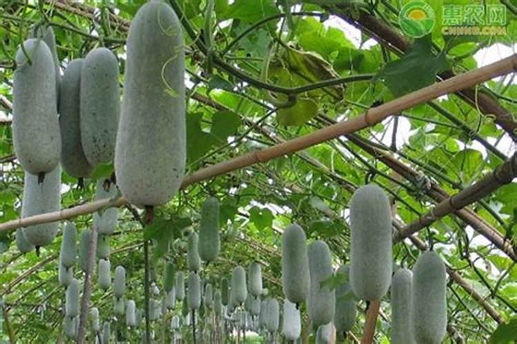 科学冬瓜冲施肥含的主要成分是啥？