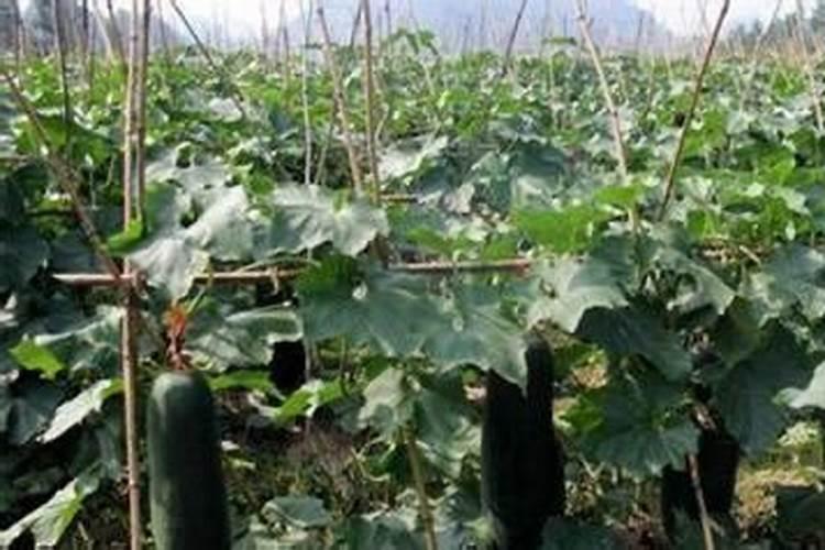 中药材水溶肥什么牌子的好？水溶肥怎么用？水溶肥市场价多少钱一包？