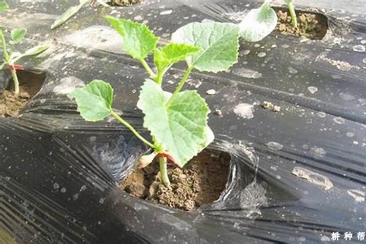 奥绿肥各型号的用法和区别