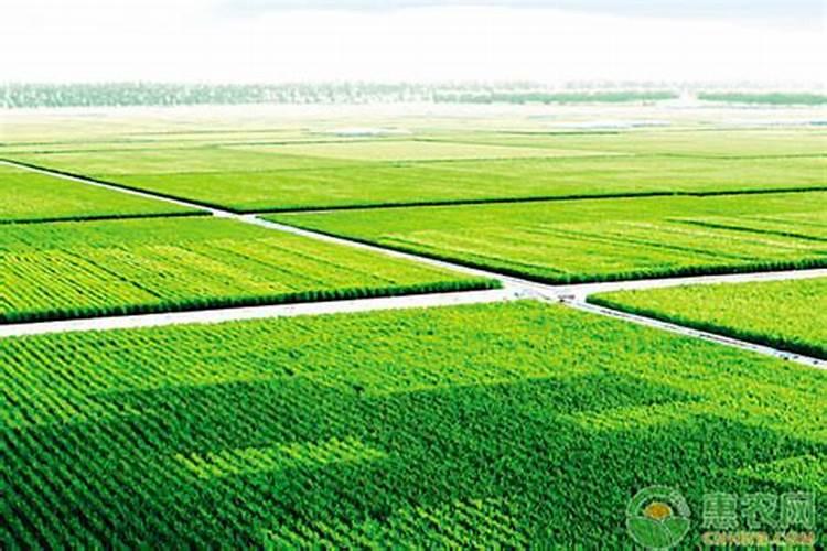 水稻后期施什么肥