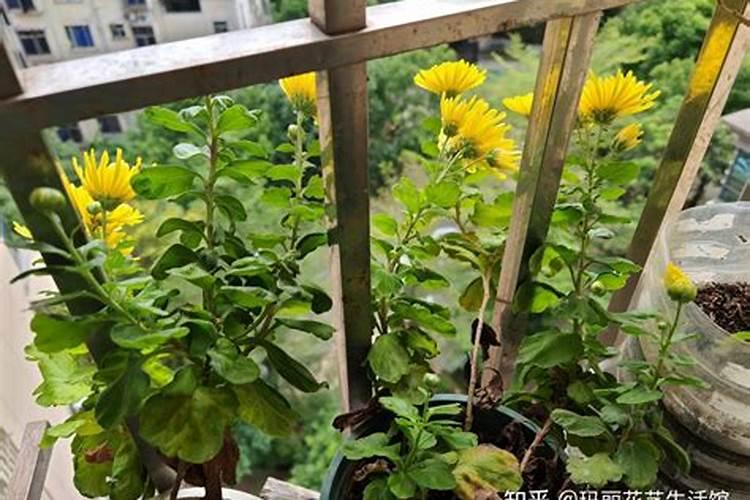 适量硼素营养对猕猴桃有哪些影响？