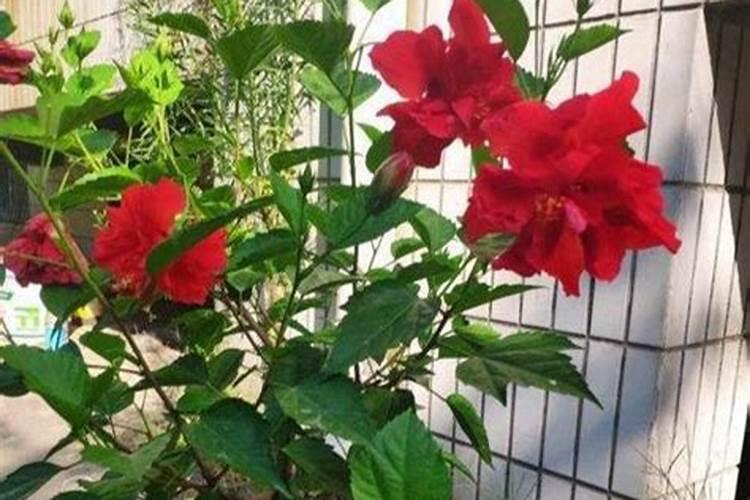 扶桑花黄叶怎么回事新养的扶桑花老是黄叶怎么办